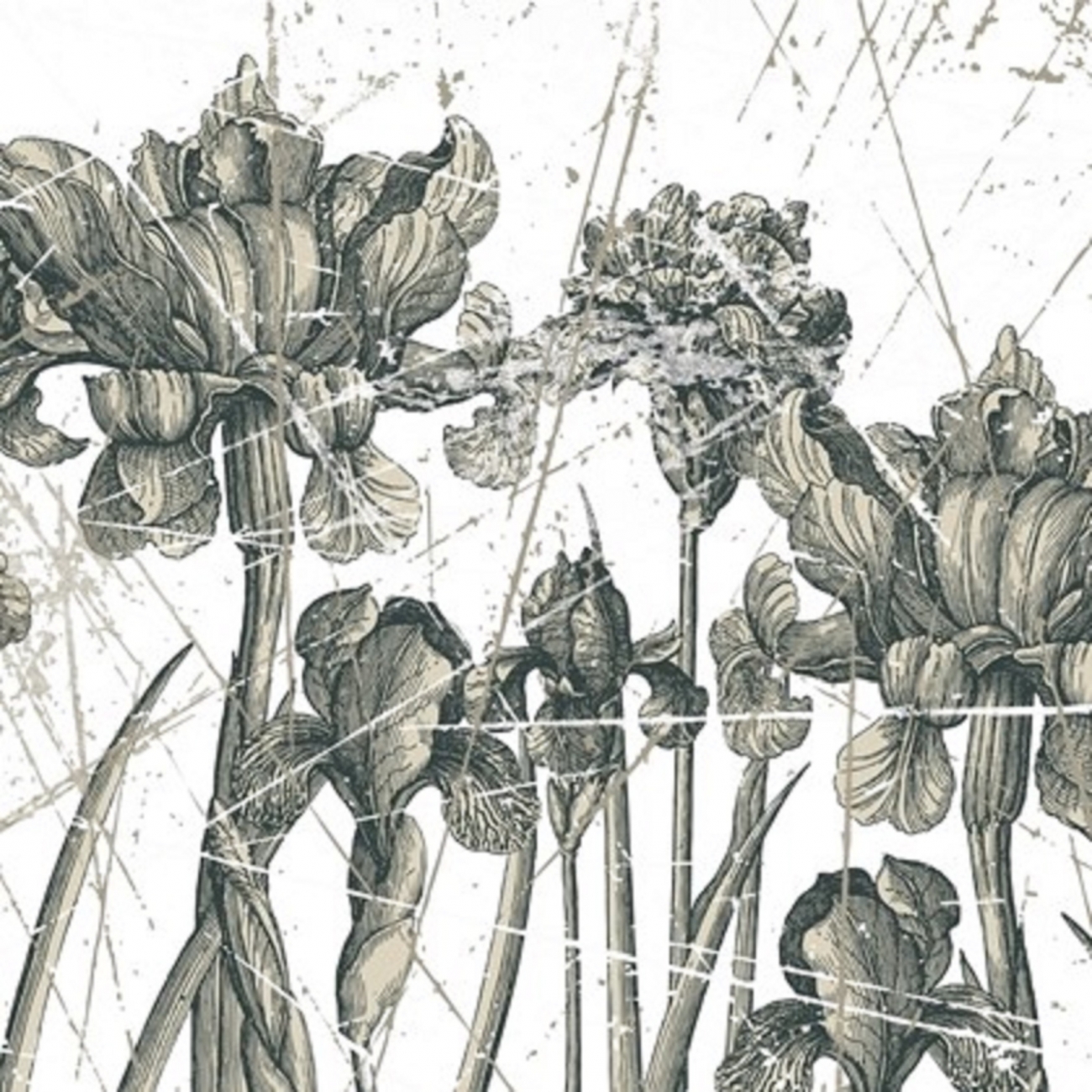 Wall & Decò Herbarium WALLPAPER